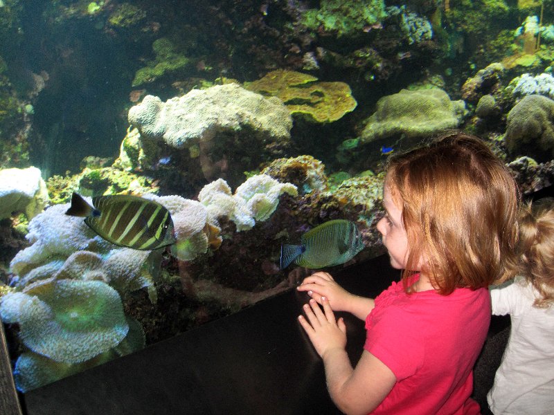 Coral Reef